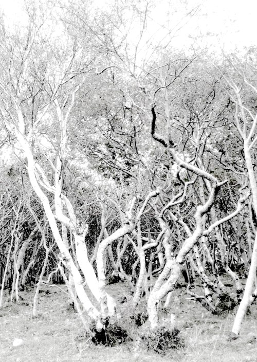 woods at Tokavaig