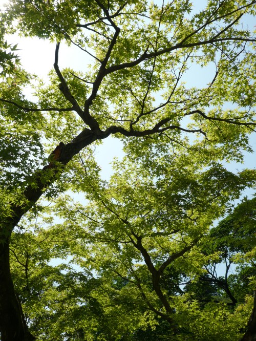 jindai treetops2